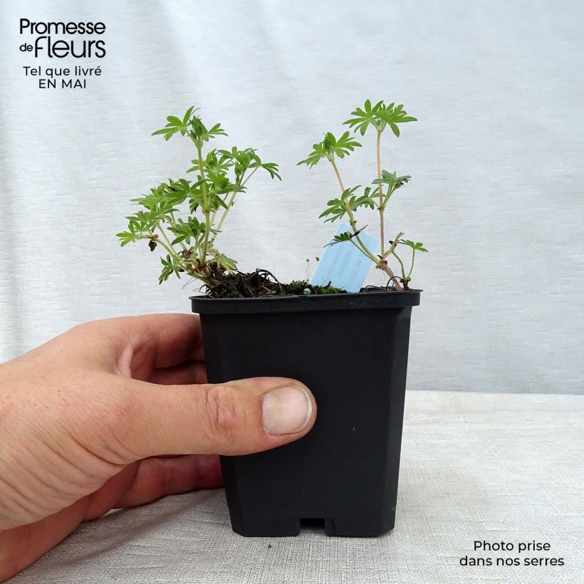 Example of Géranium vivace sanguineum striatum Godet de 7/8 cm as you get in printemps