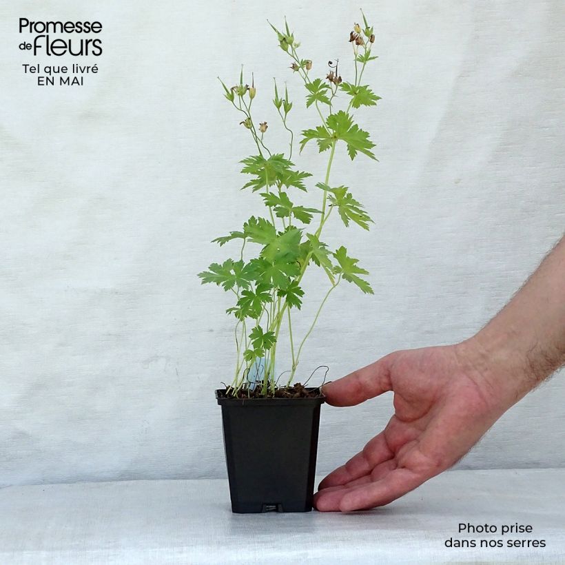 Example of Géranium vivace sylvaticum Album Godet de 8/9 cm as you get in printemps