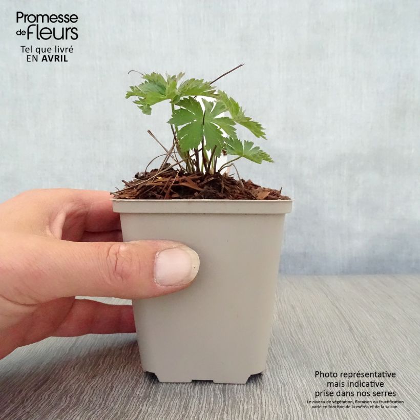 Example of Géranium vivace sylvaticum Bridget Lion Godet de 8/9 cm as you get in printemps