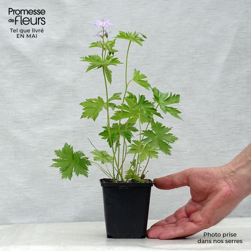 Example of Geranium vivace sylvaticum Ice Blue Godet de 8/9 cm as you get in printemps
