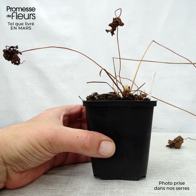 Example of Géranium vivace sylvaticum May Flower Godet de 8/9 cm as you get in printemps