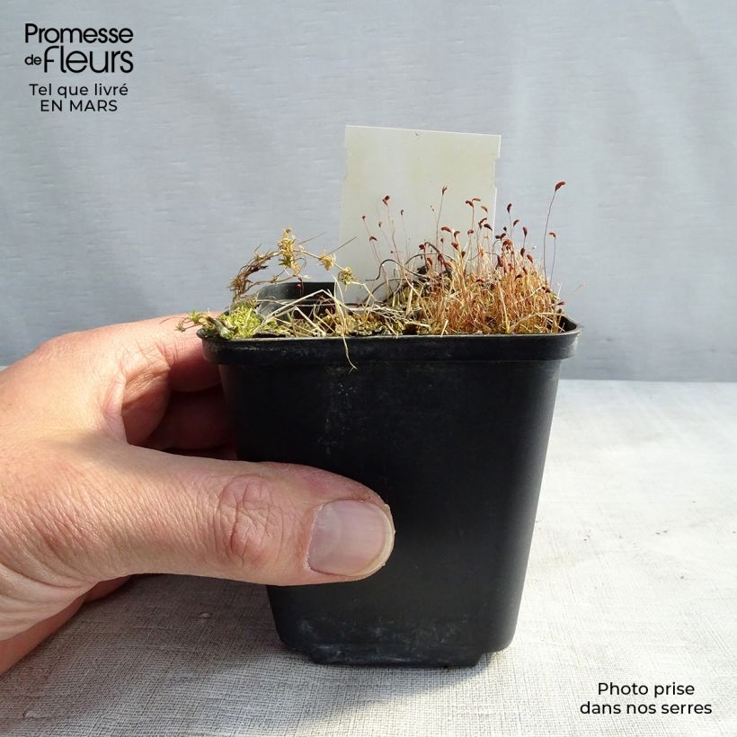 Example of Géranium vivace sylvaticum var. wanneri Godet de 8/9 cm as you get in printemps