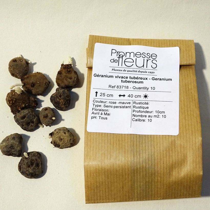 Example of Géranium vivace tubéreux - Geranium tuberosum Bulbe calibre 5+ as you get