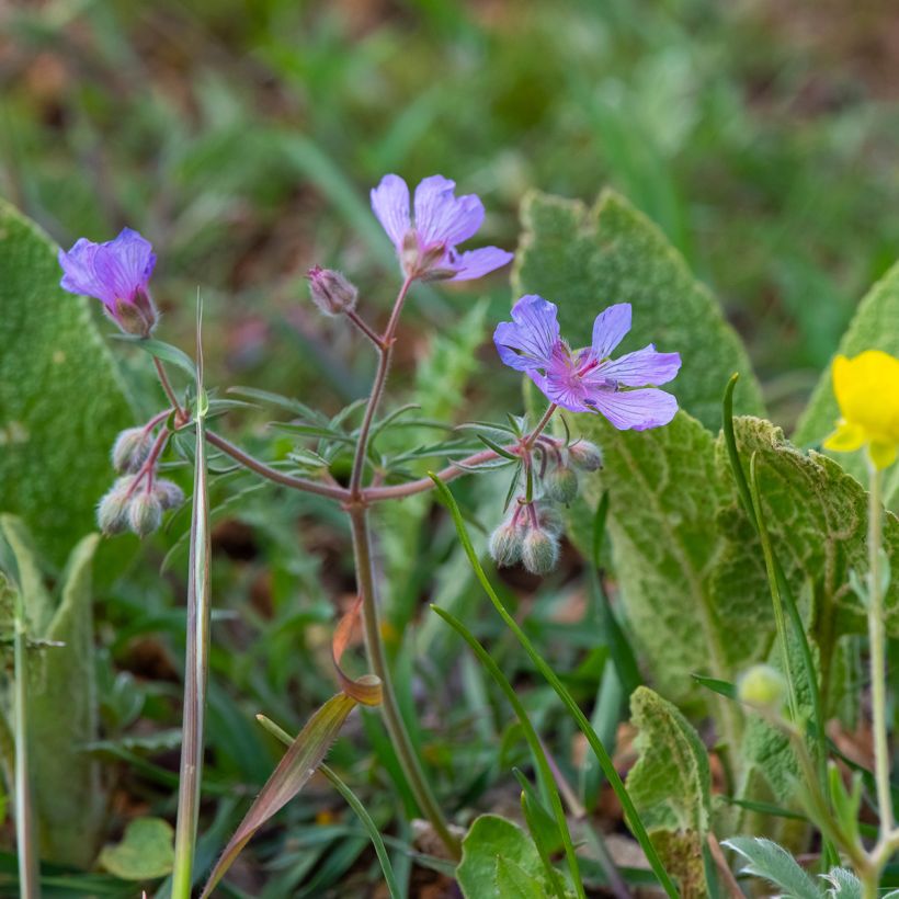 Géranium vivace tubéreux - Geranium tuberosum (Plant habit)
