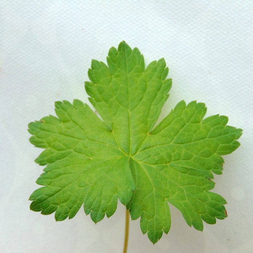 Géranium vivace versicolor  (Foliage)