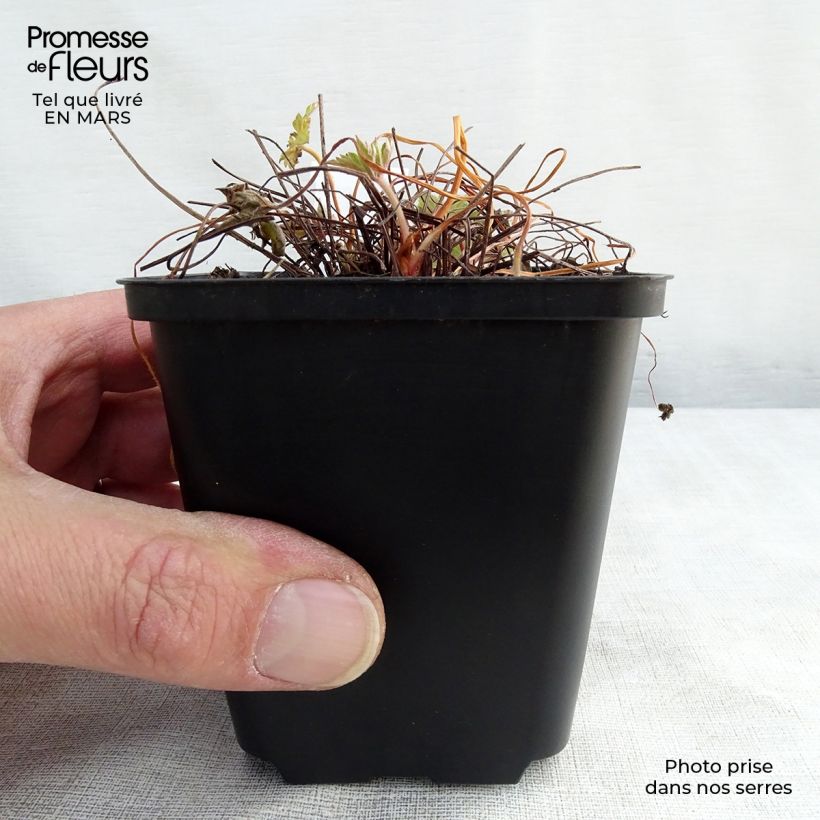 Example of Géranium vivace versicolor  Godet de 8/9 cm as you get in printemps