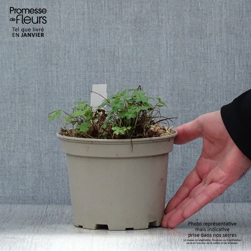 Example of Géranium vivace versicolor  Pot de 2L/3L as you get in hiver