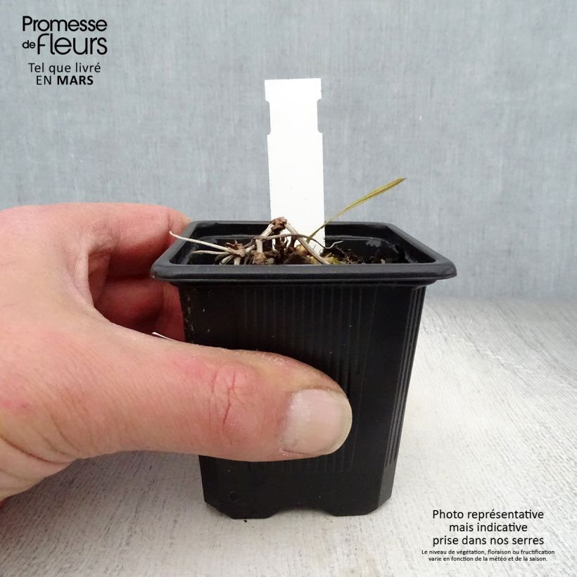 Example of Geranium vivace wallichianum Magical All Summer Delight Godet de 8/9 cm as you get in printemps