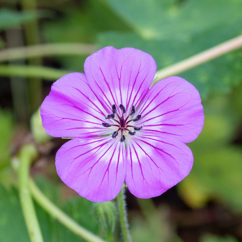 Geranium vivace wallichianum Magical All Summer Delight (Flowering)