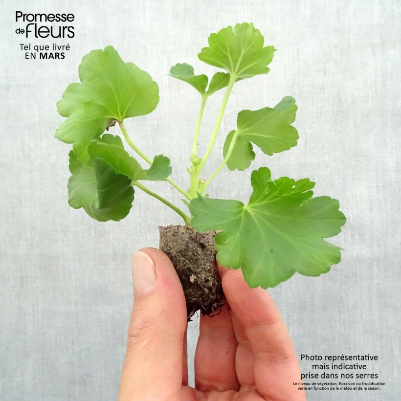 Example of Géranium zonale Candy Rose  Mini-motte Ø 3/4 cm, Plant vert de 5 à 10 cm de haut as you get in printemps