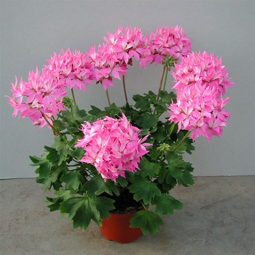 Géranium zonale Fireworks Pink  (Plant habit)