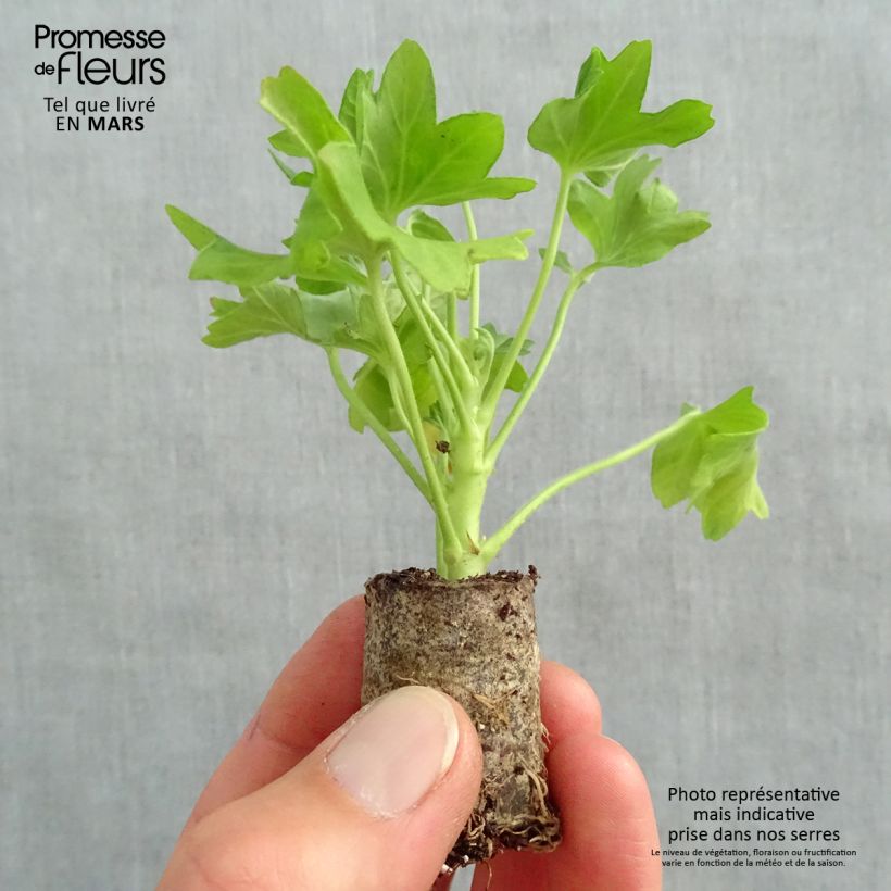 Example of Géranium zonale Fireworks Pink  Mini-motte Ø 3/4 cm, Plant vert de 5 à 10 cm de haut as you get in printemps