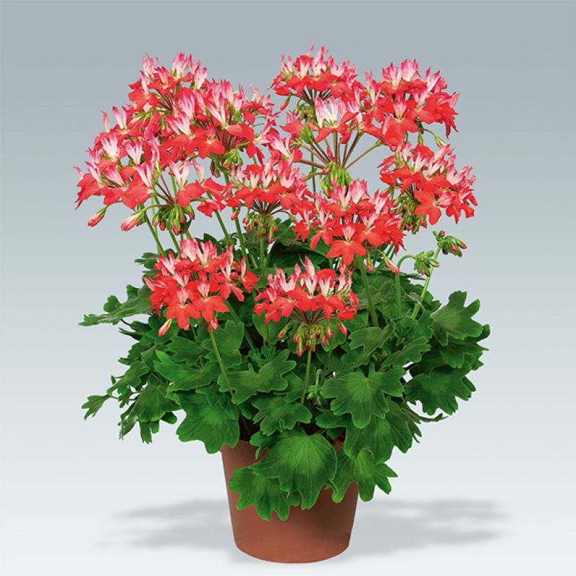 Géranium zonale Fireworks Red White (Plant habit)
