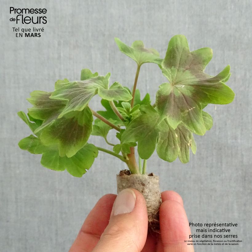 Example of Géranium zonale Fireworks Scarlet Mini-motte Ø 3/4 cm, Plant vert de 5 à 10 cm de haut as you get in printemps