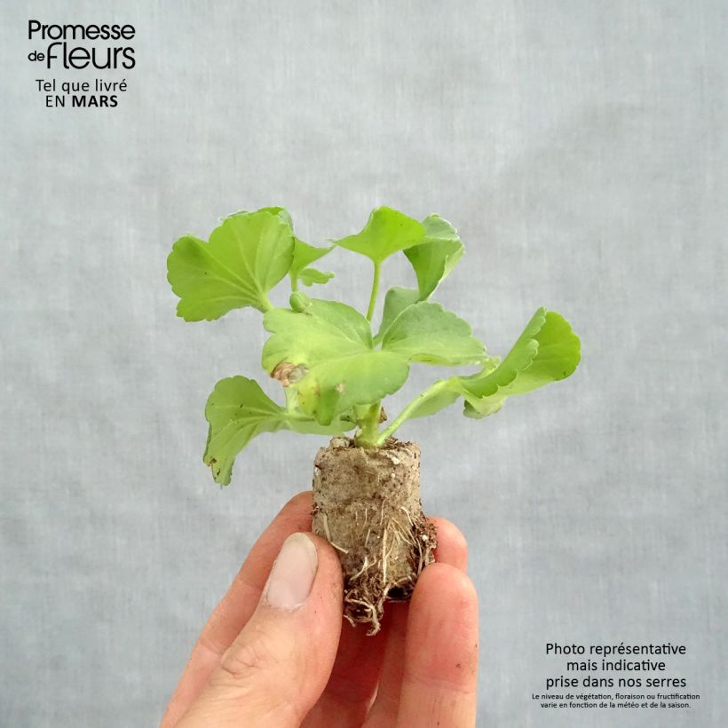 Spécimen de Géranium zonale Flower Fairy Pink  Mini-motte Ø 3/4 cm tel que livré au printemps