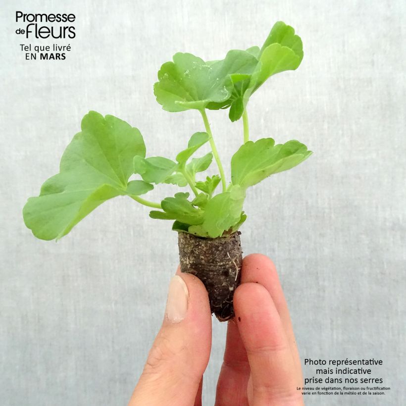 Example of Géranium zonale Flower Fairy White Splash Mini-motte Ø 3/4 cm, Plant vert de 5 à 10 cm de haut as you get in printemps