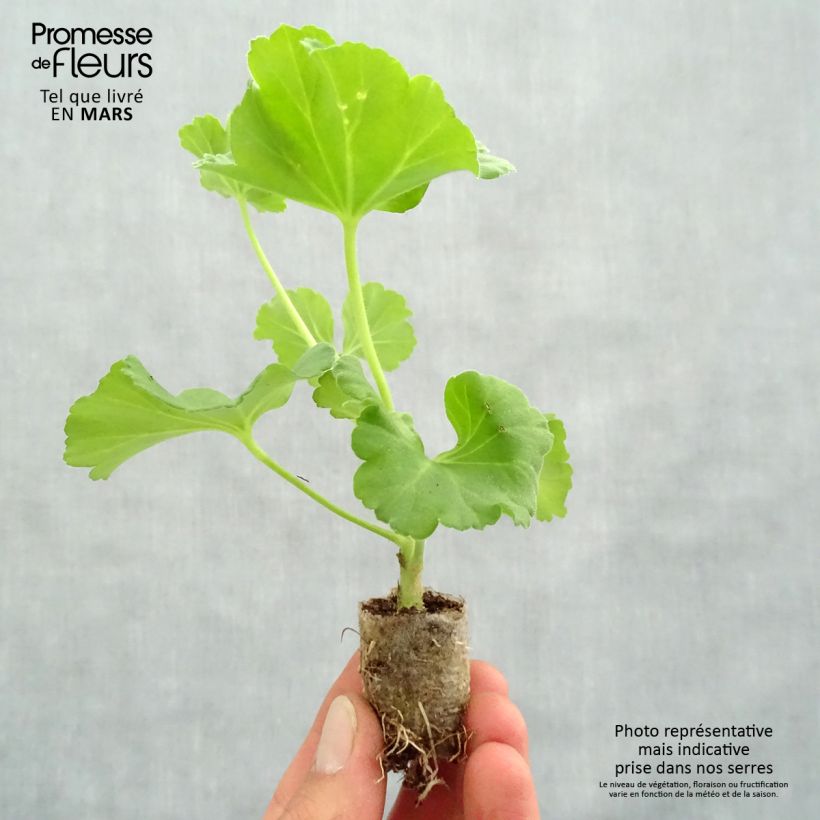 Example of Géranium zonale Iceberg  Mini-motte Ø 3/4 cm, Livré en plant vert de 5 à 10 cm de hauteur as you get in printemps