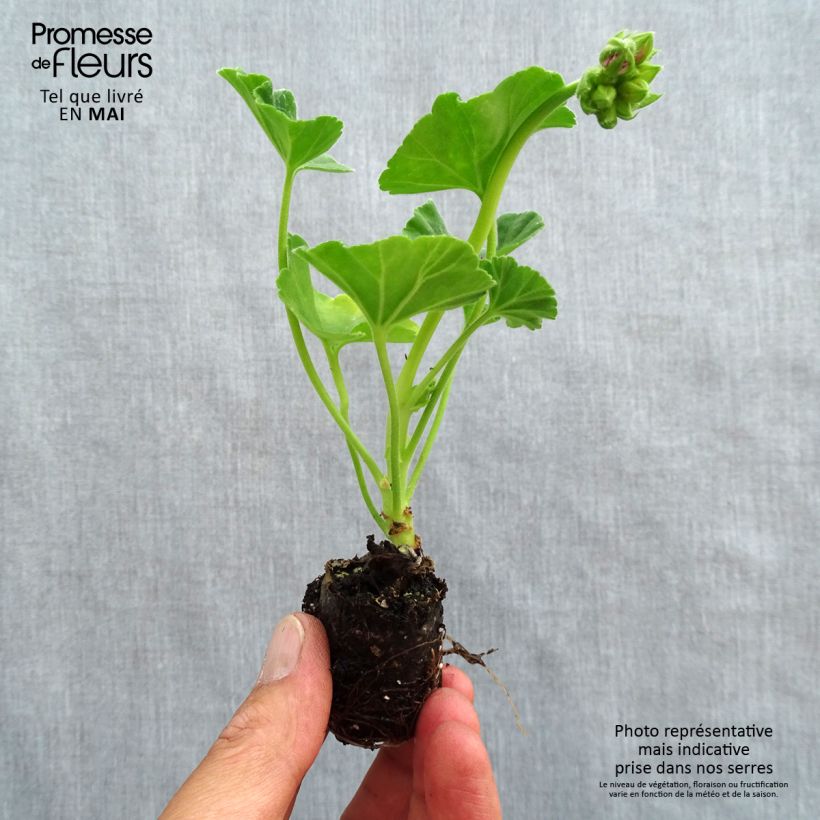 Example of Géranium zonale Icecrystal Mini-motte Ø 3/4 cm, Livré en plant vert de 5 à 10 cm de hauteur as you get in printemps