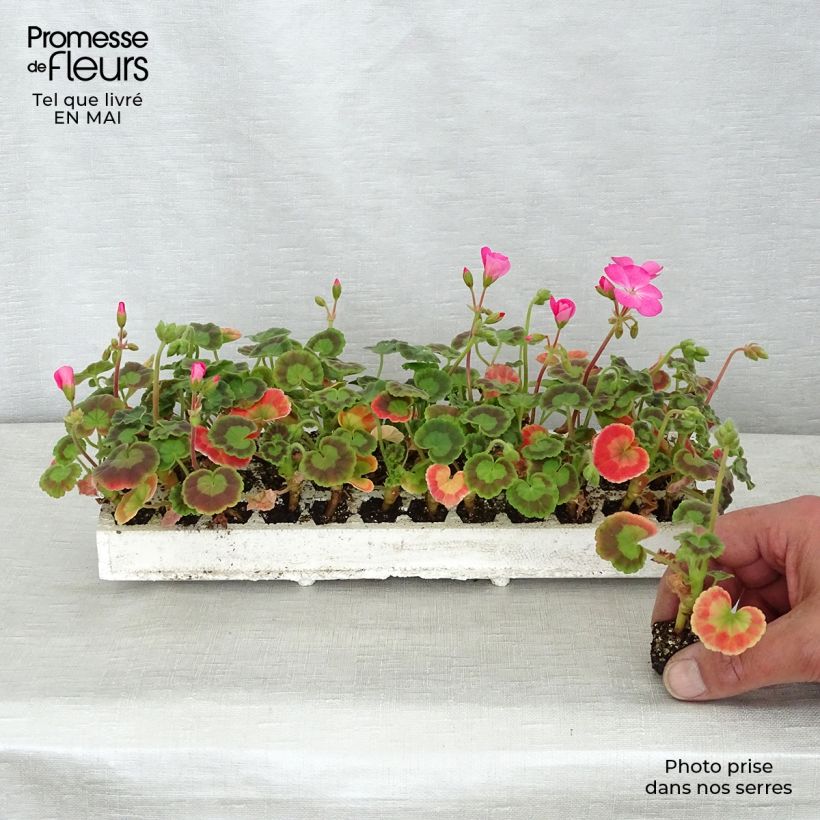 Spécimen de Géranium zonale Inspire Mix Mini-mottes Minimotte : motte 2,2 cm x 2 cm en plaque de culture par 35 tel que livré au printemps