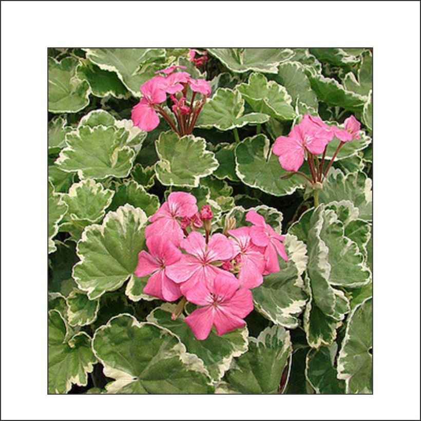 Géranium zonale Mme Salleron - Pelargonium fantaisie (Floraison)