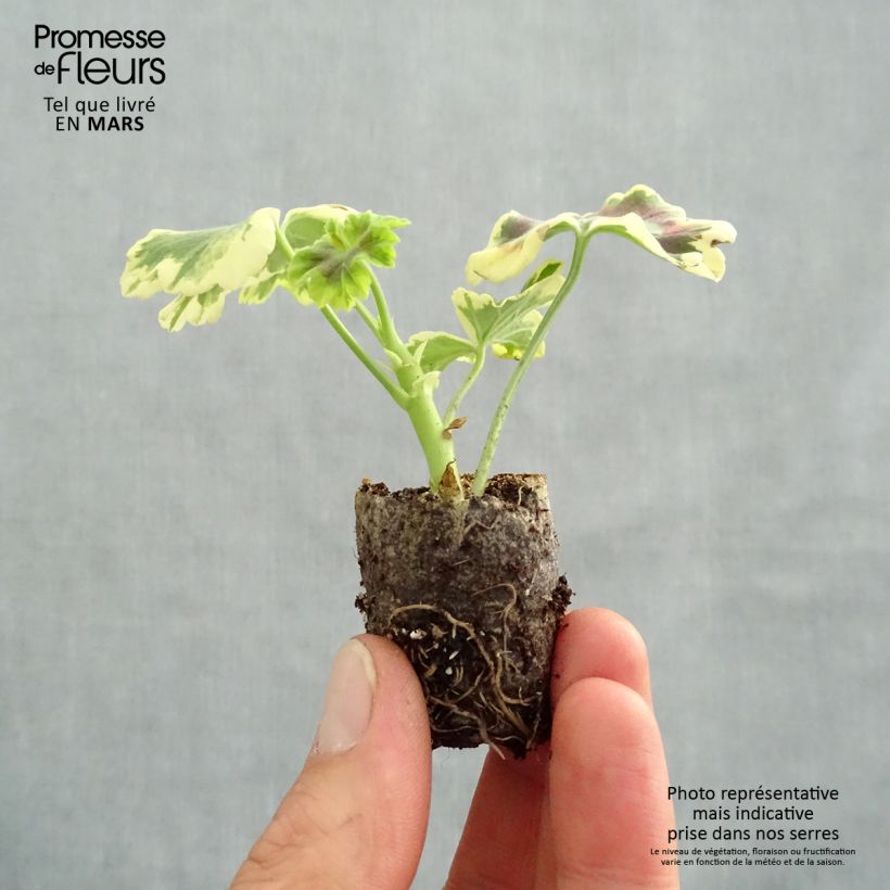 Example of Géranium zonale Mrs Pollock - Pelargonium fantaisie  Mini-motte Ø 3/4 cm, Plant vert de 5 à 10 cm de haut as you get in printemps
