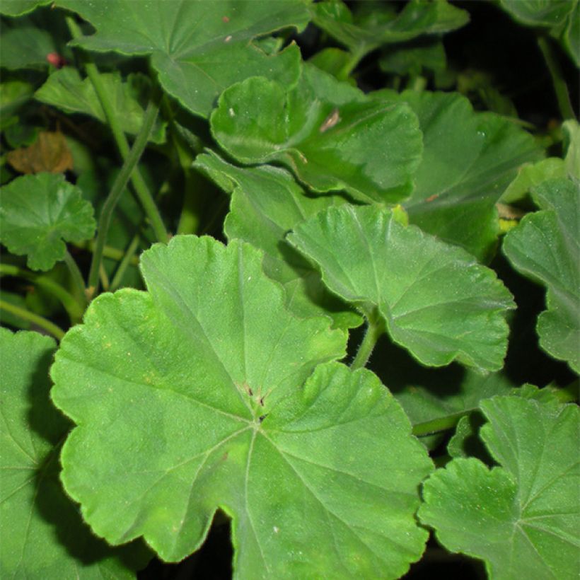 Géranium zonale Iceberg  (Foliage)