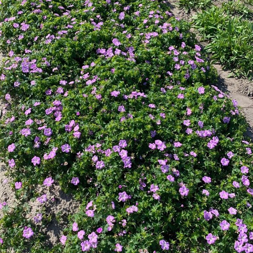 Géranium vivace sanguineum Frivolius Lilac (Port)
