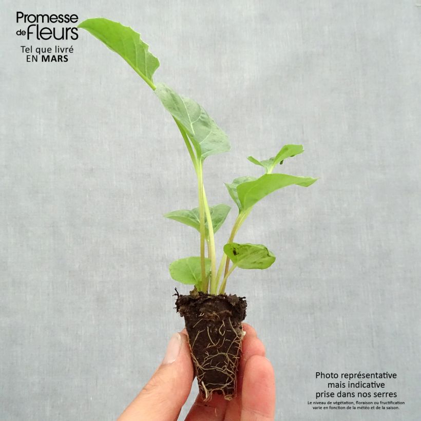 Spécimen de Gerbera Garvinea Sweet Sweet Spice Mini-motte Ø 1,5/2,5 cm tel que livré au printemps