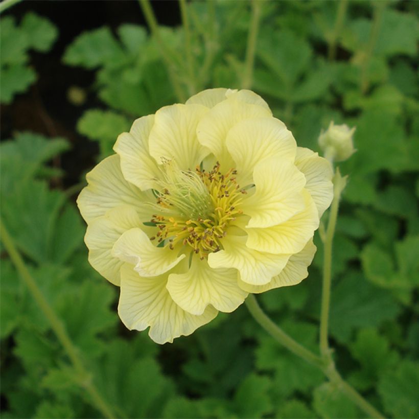 Geum Banana Daiquiri - Benoîte hybride jaune citron clair (Flowering)
