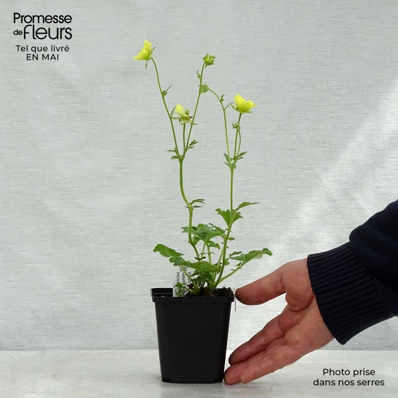 Example of Geum Banana Daiquiri - Benoîte hybride jaune citron clair Godet de 8/9 cm as you get in printemps