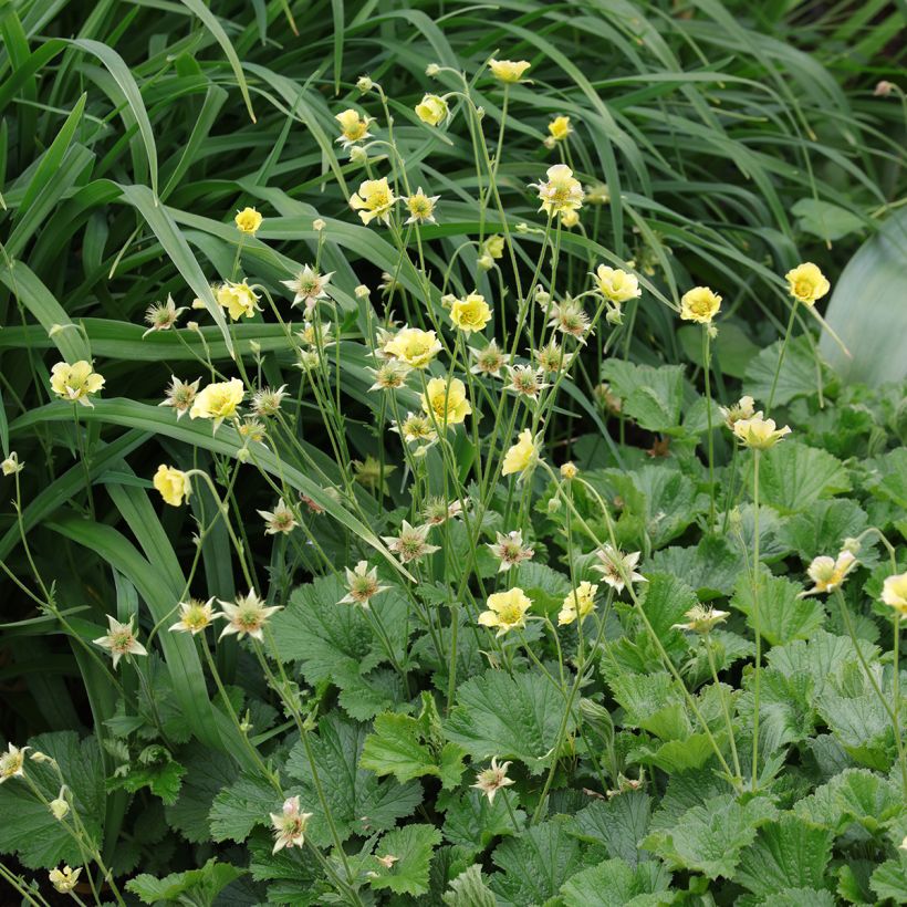 Geum Banana Daiquiri - Benoîte hybride jaune citron clair (Plant habit)