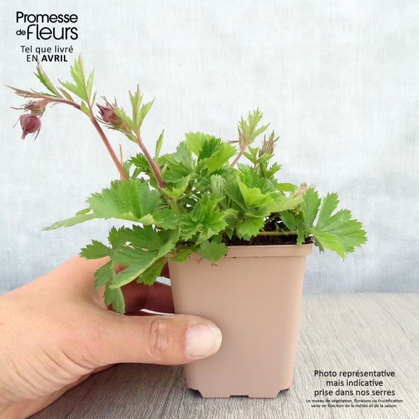 Example of Geum Bell Bank - Benoîte rose soutenu Godet de 8/9 cm as you get in printemps