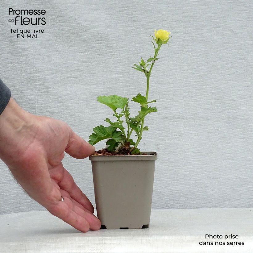 Spécimen de Geum Cocktail Gimlet - Benoîte jaune pâle Godet de 8/9 cm tel que livré au printemps