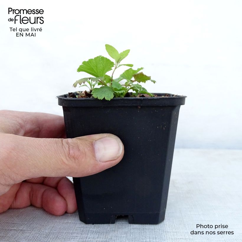 Example of Geum Cocktail Wet Kiss - Benoîte Godet de 8/9 cm as you get in printemps