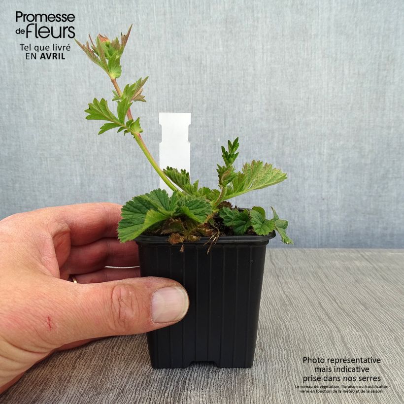 Example of Geum Coral Tempest - Benoîte hybride Godet de 8/9 cm as you get in printemps