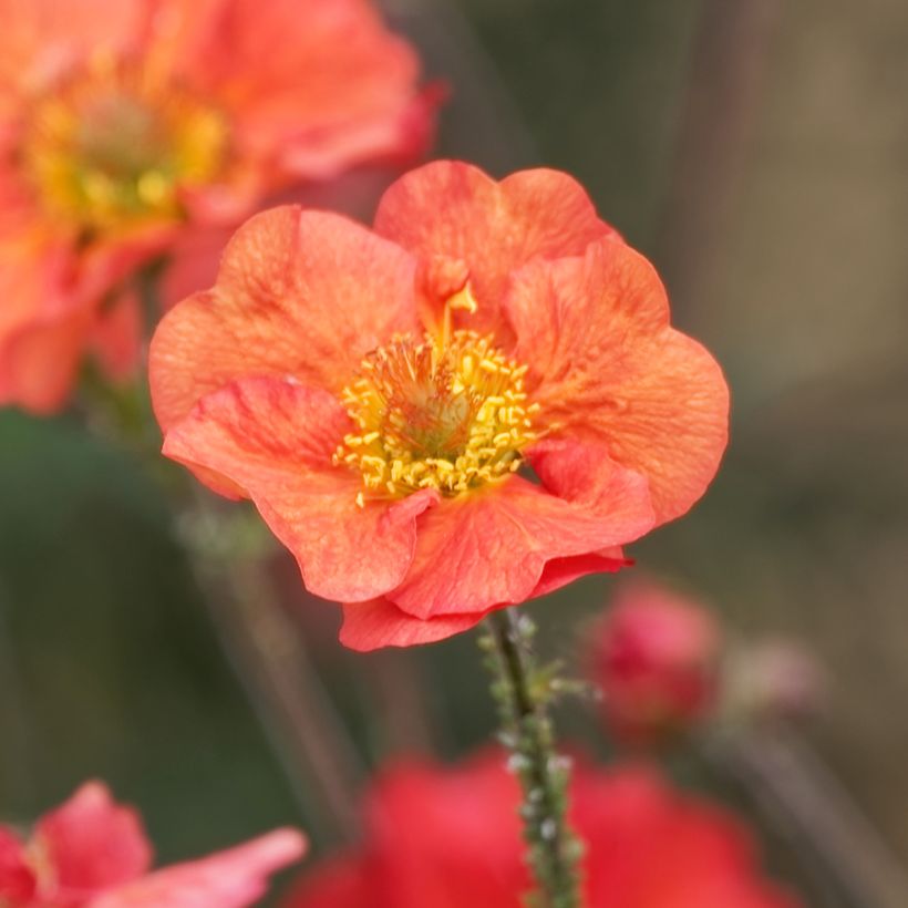 Geum Coral Tempest - Benoîte hybride (Flowering)