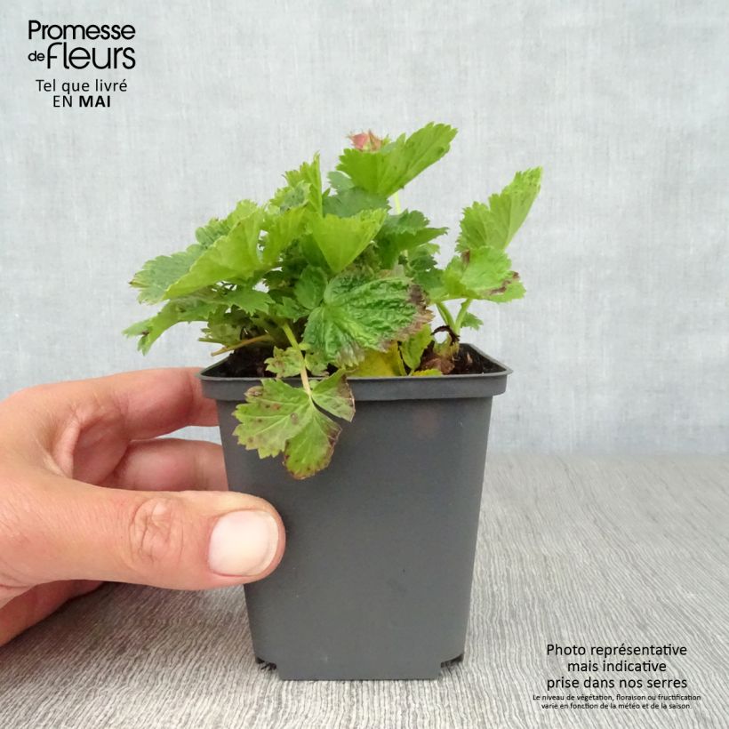 Example of Geum Cosmopolitan - Benoite blanc-pêche Godet de 8/9 cm as you get in printemps