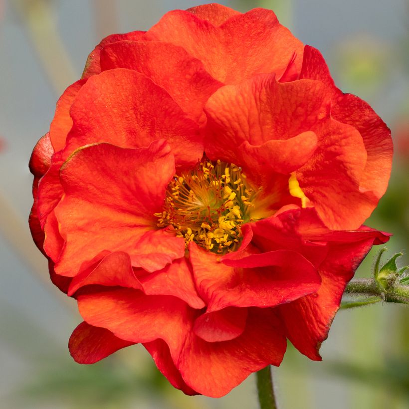 Geum Fiery Tempest - Benoîte hybride (Flowering)