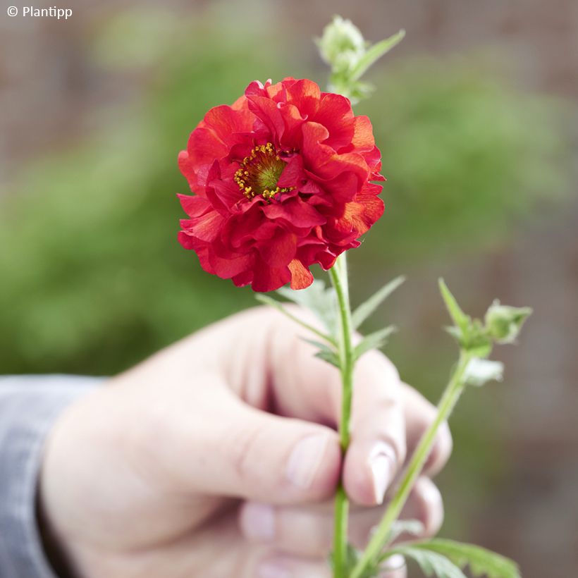 Geum Firestarter - Benoîte hybride (Floraison)
