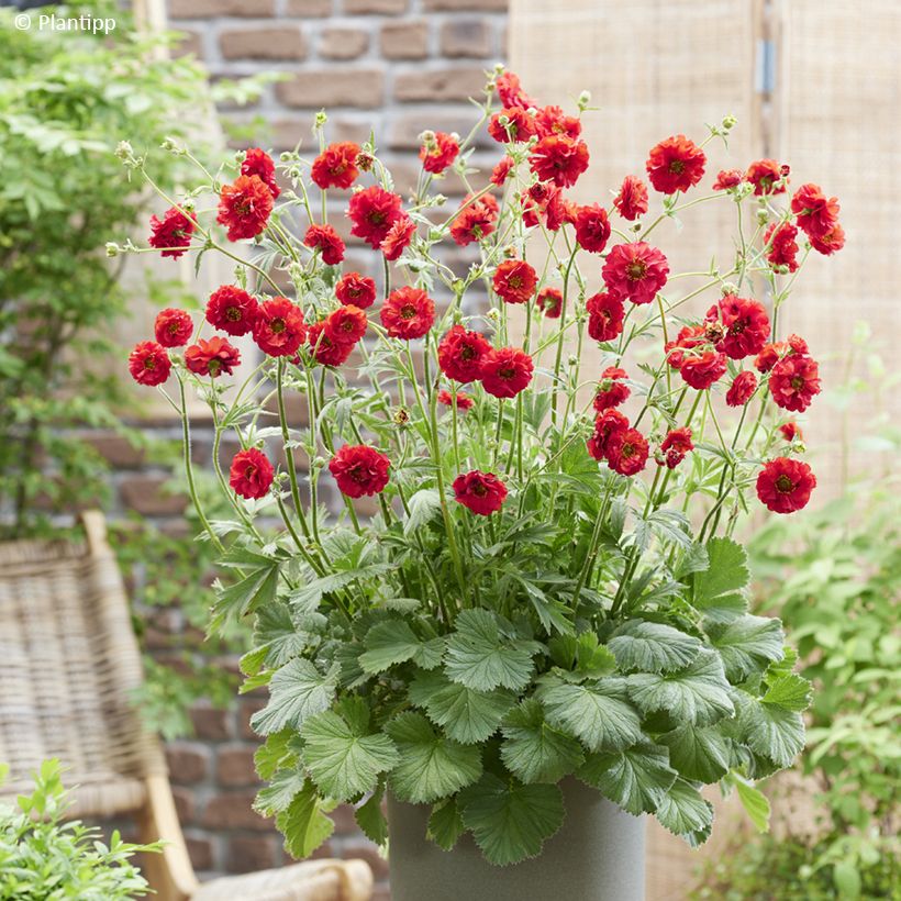 Geum Firestarter - Benoîte hybride (Port)