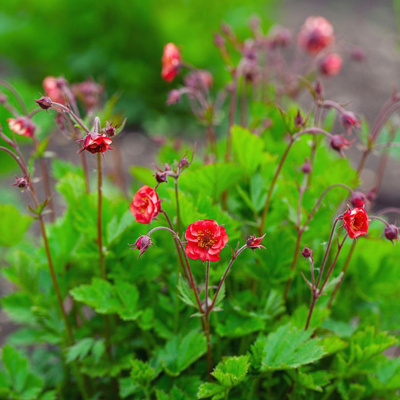Geum Flames of Passion - Benoîte rose teintée de rouge (Plant habit)