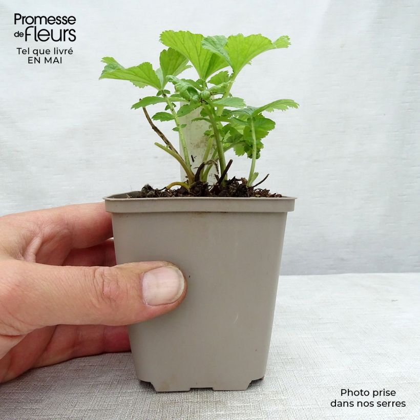 Spécimen de Geum Mai Tai - Benoîte saumon abricot  Godet de 8/9 cm tel que livré au printemps