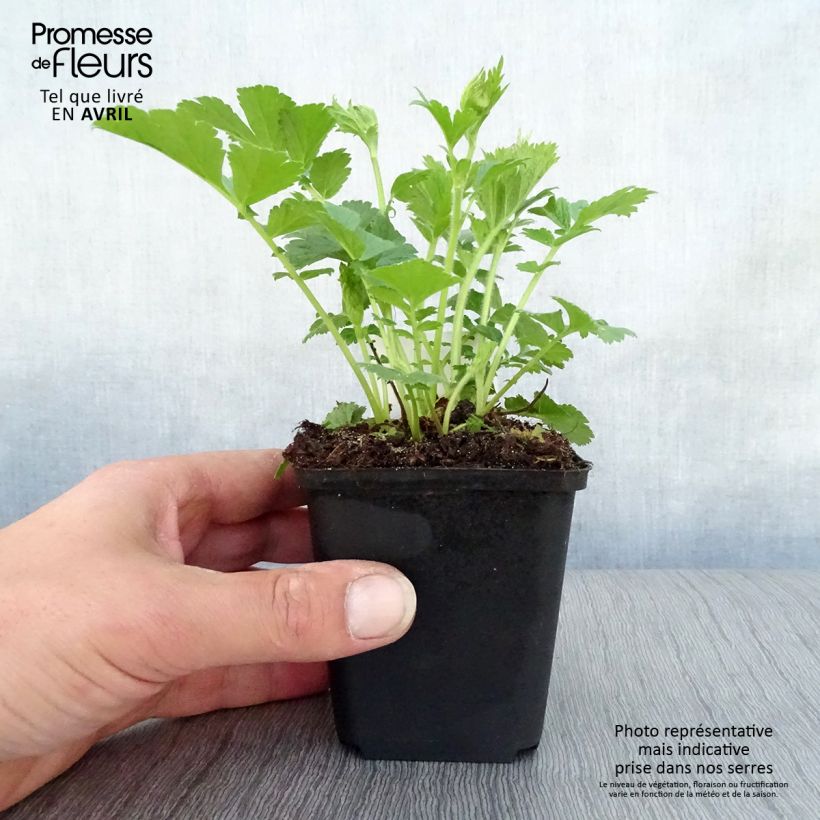 Spécimen de Geum Mai Tai - Benoîte saumon abricot  Pot de 2L/3L tel que livré au printemps