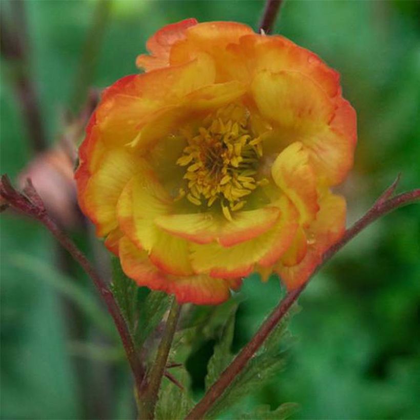 Geum Nonna - Benoîte (Flowering)