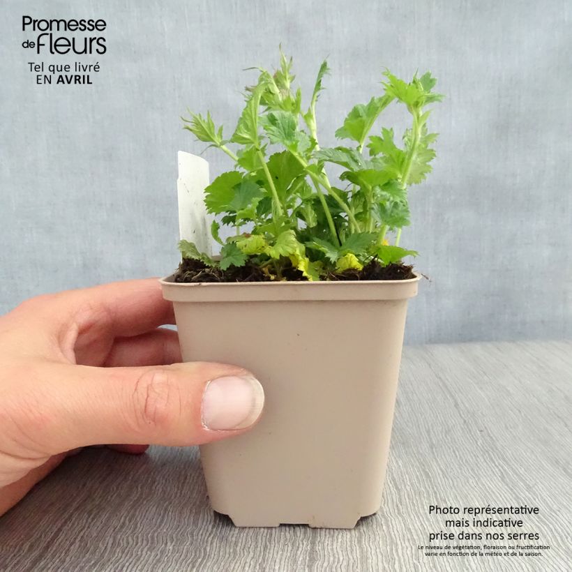 Example of Geum Nonna - Benoîte Godet de 7/8 cm as you get in printemps