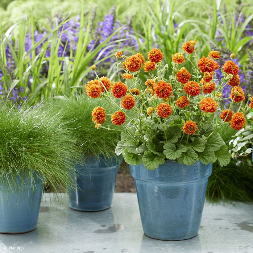 Geum Orange Pumpkin - Benoîte (Plant habit)