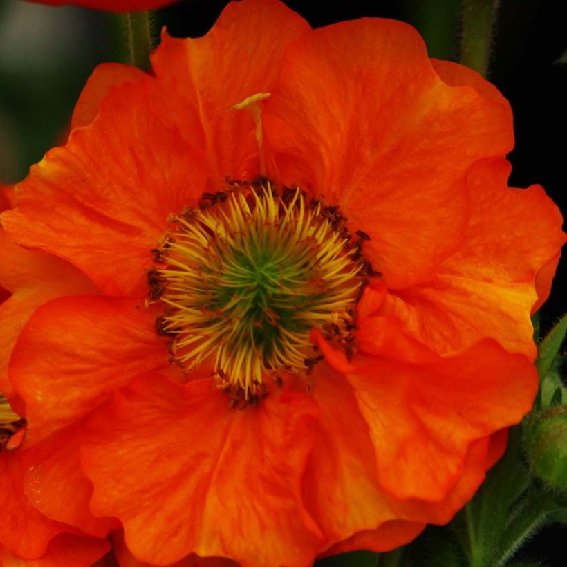 Geum Scarlet Tempest - Benoîte hybride (Flowering)