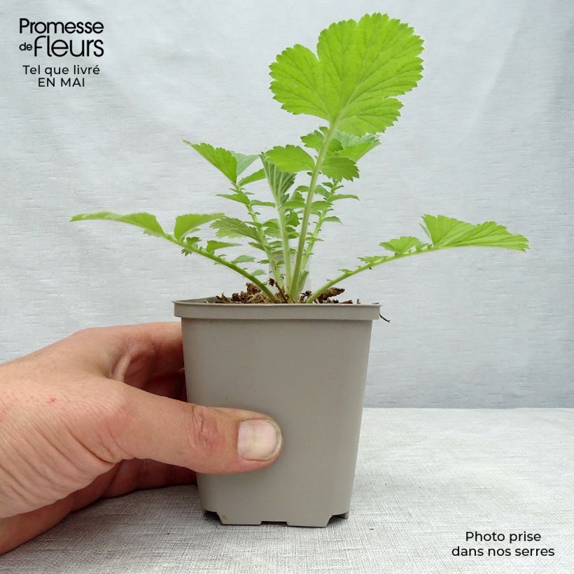 Example of Geum Scarlet Tempest - Benoîte hybride Godet de 8/9 cm as you get in printemps