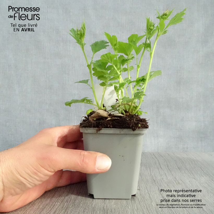 Example of Geum Tempo Yellow - Benoîte Godet de 8/9 cm as you get in printemps