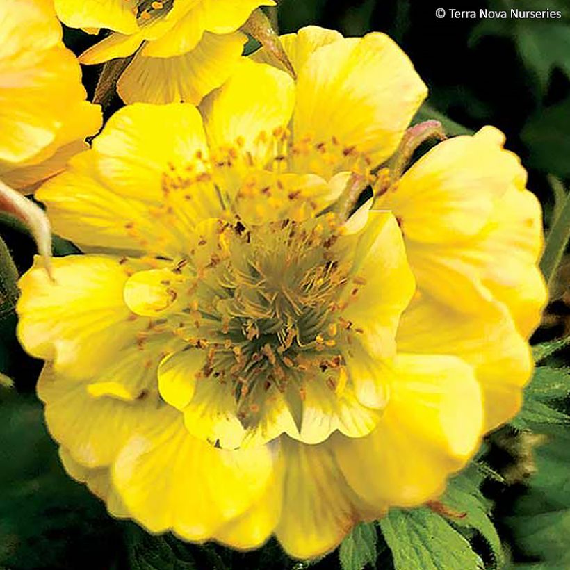 Geum Tempo Yellow - Benoîte (Flowering)